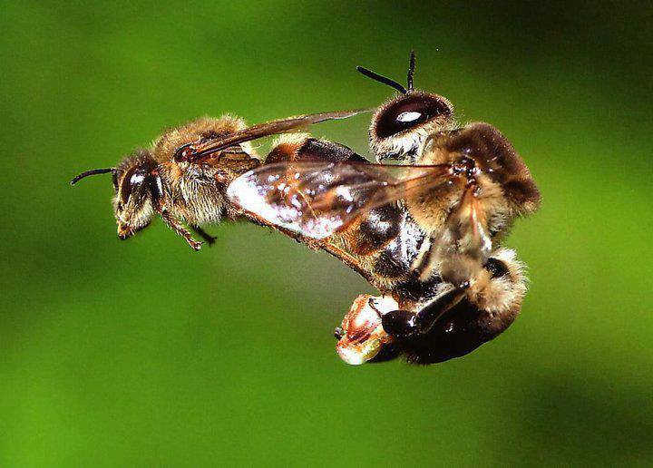Méhek párzása